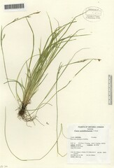 Carex assiniboinensis