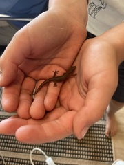 Afrogecko porphyreus