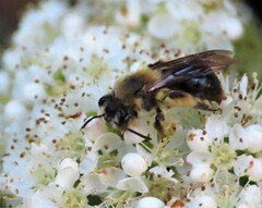 Melandrena