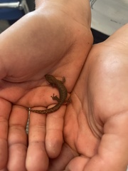 Afrogecko porphyreus