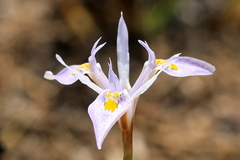 Moraea stricta