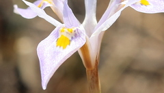 Moraea stricta