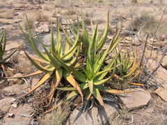 Aloe barbara-jeppeae