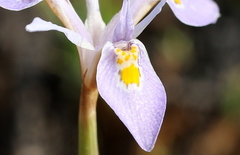 Moraea stricta