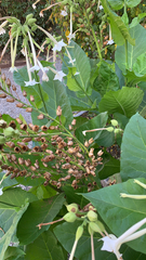 Nicotiana tabacum