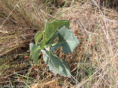 Senecio rhomboideus