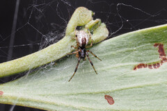 Theridion theridioides