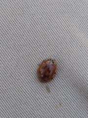 Harmonia quadripunctata