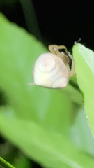 Cyrtarachne inaequalis