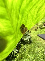 Cyrtarachne inaequalis