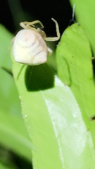 Cyrtarachne inaequalis