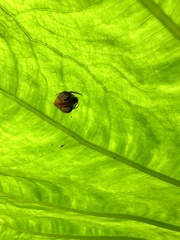 Cyrtarachne inaequalis