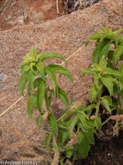 Acalypha villicaulis