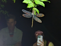 Gynacantha membranalis