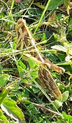 Cyrtacanthacris tatarica