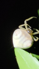 Cyrtarachne inaequalis