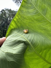 Cyrtarachne inaequalis