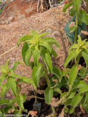 Acalypha villicaulis