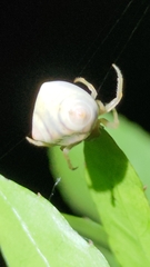 Cyrtarachne inaequalis