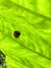 Cyrtarachne inaequalis