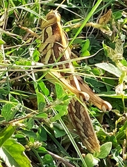 Cyrtacanthacris tatarica