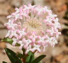 Pimelea hispida