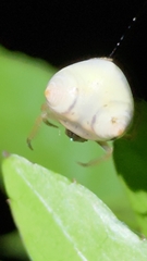 Cyrtarachne inaequalis