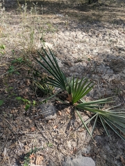 Sabal minor