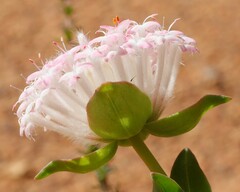Pimelea hispida