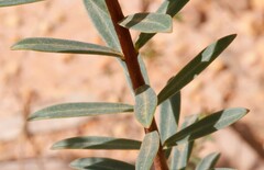 Pimelea hispida