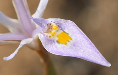 Moraea stricta