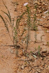 Pimelea hispida