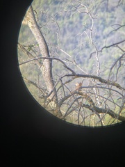 Pteroptochos megapodius