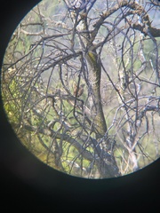Pteroptochos megapodius