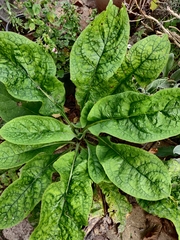 Pentaglottis sempervirens