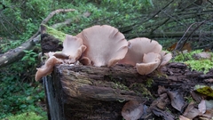 Pleurotaceae