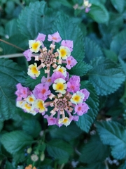 Lantana