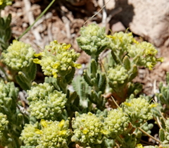 Teucrium