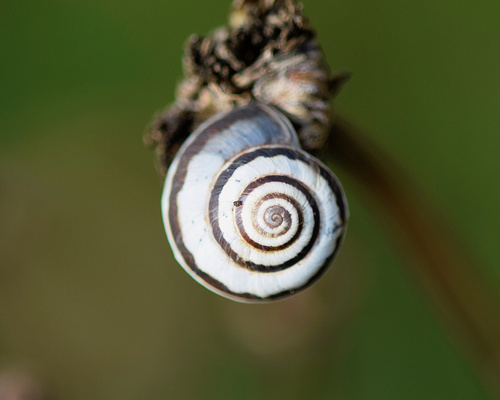 Vineyard Snail