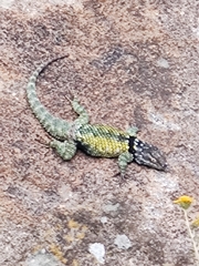 Sceloporus torquatus