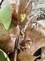 Amphidromus perversus