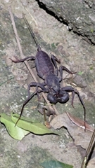 Typopeltis crucifer