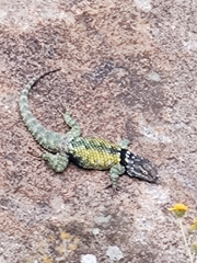 Sceloporus torquatus