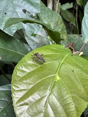 Leptoglossus gonagra