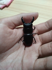 Serrognathus titanus platymelus