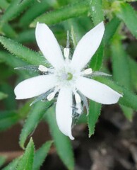 Orianthera serpyllifolia