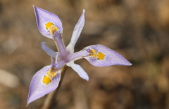 Moraea stricta