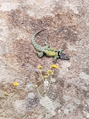 Sceloporus torquatus