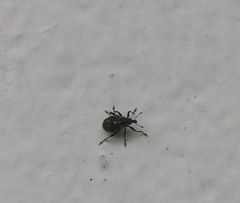 Rhinoncus pericarpius