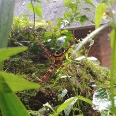 Argiope reinwardti